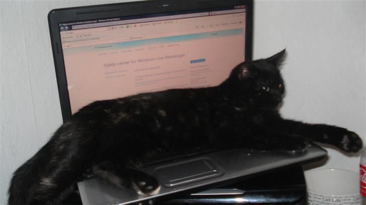 Blanding af racer karla billede 6