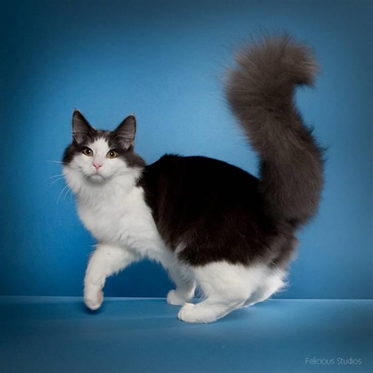 Norsk Skovkat Miss Ronski's Blue Baloo billede 14