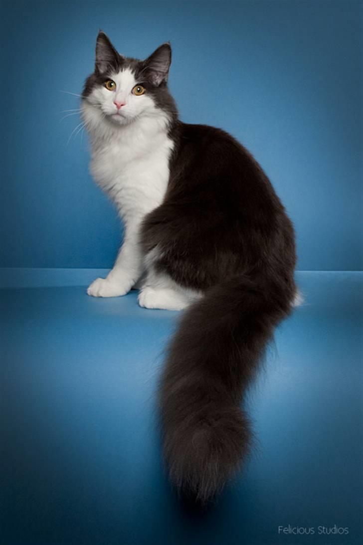 Norsk Skovkat Miss Ronski's Blue Baloo billede 15