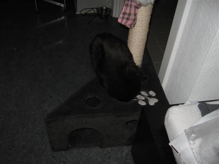 Blanding af racer Darth Vader aka Miv - hov det min godbid billede 17