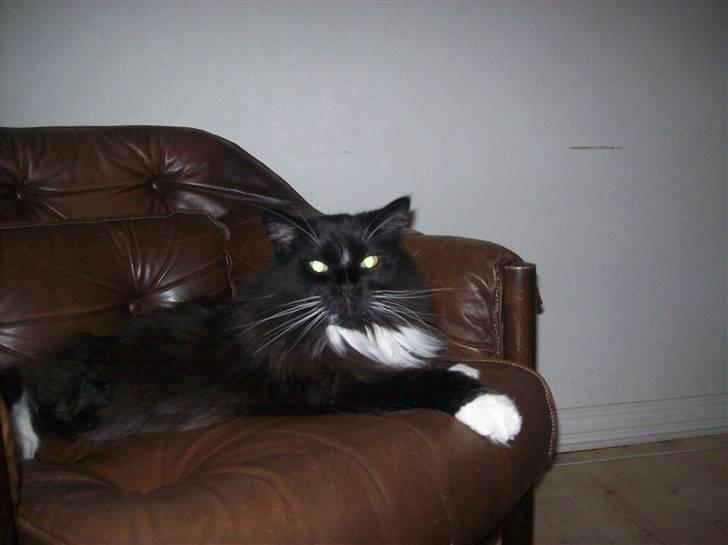 Maine Coon DK Samicoon Hungry lion billede 1