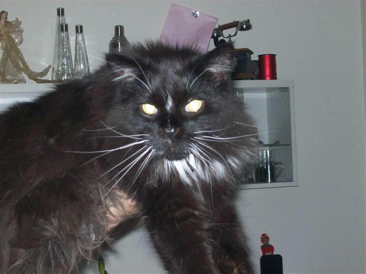 Maine Coon DK Samicoon Hungry lion billede 2