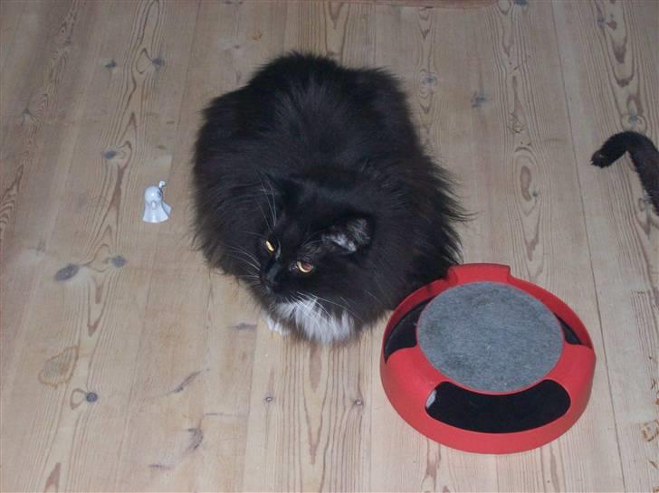 Maine Coon DK Samicoon Hungry lion billede 3