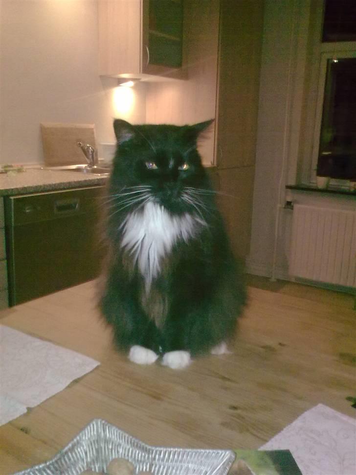 Maine Coon DK Samicoon Hungry lion billede 4