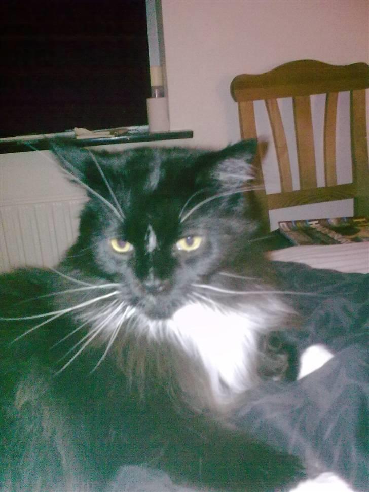 Maine Coon DK Samicoon Hungry lion billede 5