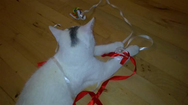 Huskat Noob - Leger med ynglings legetøjet .. billede 11