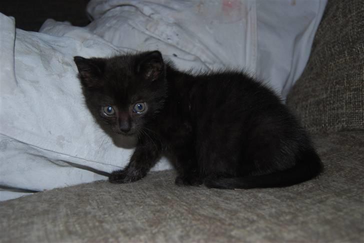 Huskat SILAS billede 1