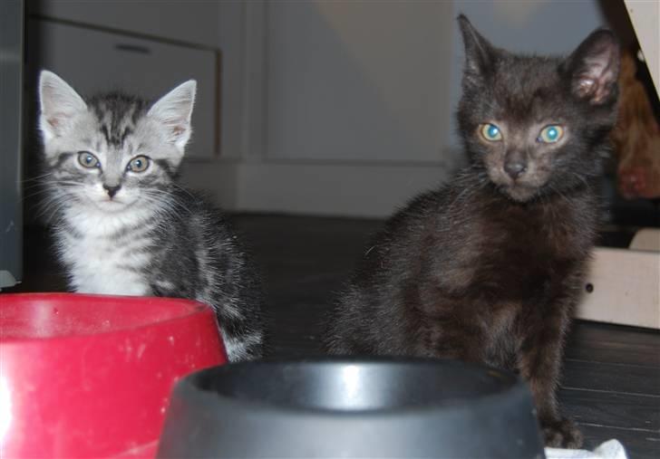 Huskat SILAS billede 2