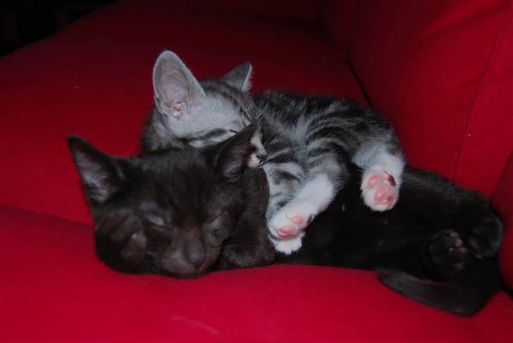 Huskat SILAS billede 4