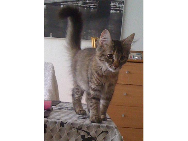 {{currentPhoto.altText}} billede {{currentPhoto.number}}