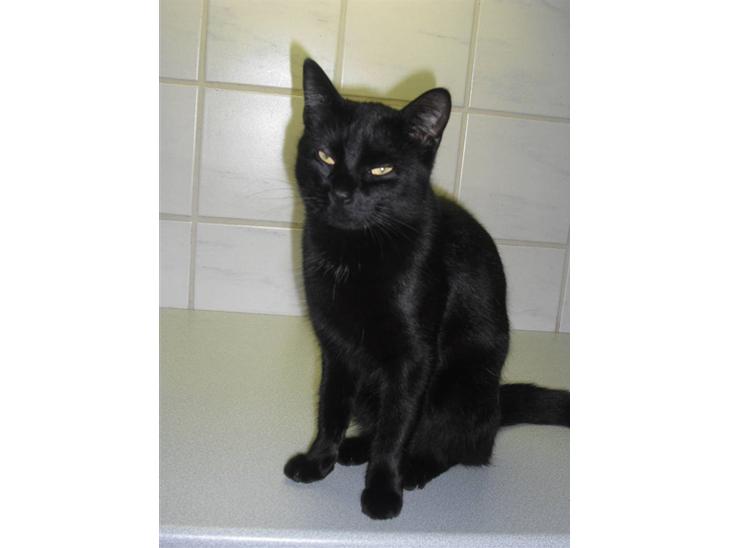 Huskat Kitty/Lille mis <3. - Velkommen til Lille mis/Kittys profil :-) billede 1