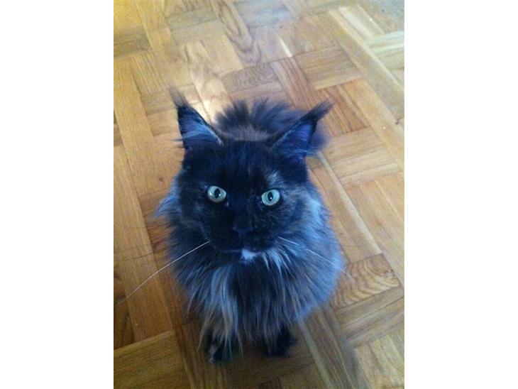 {{currentPhoto.altText}} billede {{currentPhoto.number}}