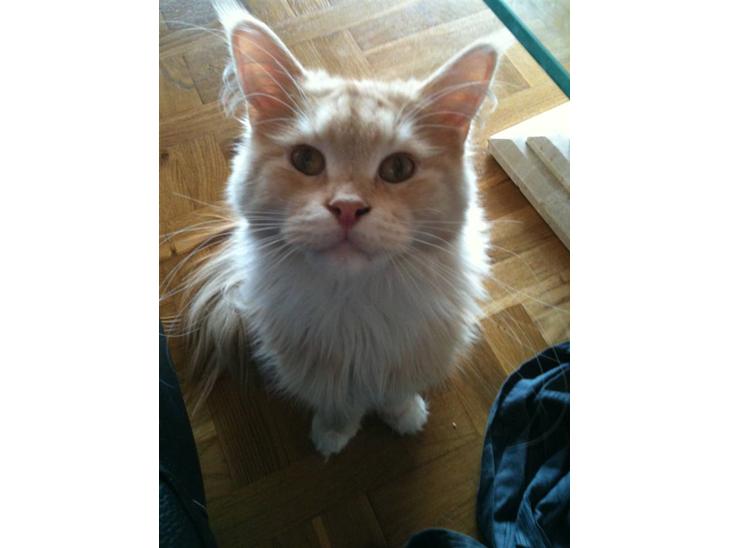 {{currentPhoto.altText}} billede {{currentPhoto.number}}