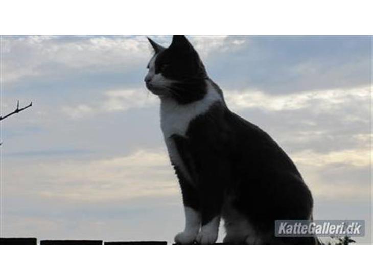 {{currentPhoto.altText}} billede {{currentPhoto.number}}