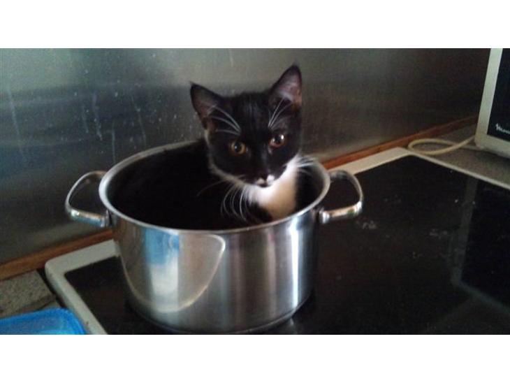 Huskat Cloie billede 1