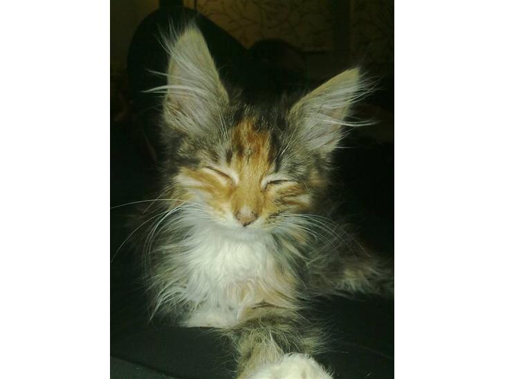 {{currentPhoto.altText}} billede {{currentPhoto.number}}