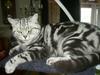 British Shorthair Bibi