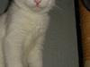 Blanding af racer Kitty