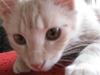 Maine Coon Kaj - himmelkat d. 12/11. 2021