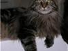 Maine Coon Heatseeker