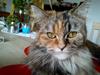 Maine Coon Muddi