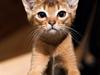 Abyssinier Chloé