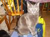 Russian Blue Malu [ Himmelkat]
