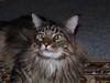 Maine Coon cæsar