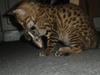 Bengal lykkekatte Melody [Tidl. kat]
