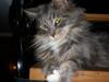 Maine Coon Jewel