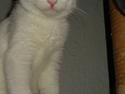 Blanding af racer Kitty