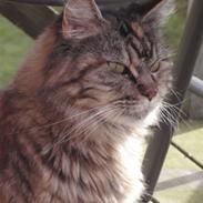 Norsk Skovkat Mutter ;) - R.I.P :( -