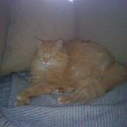 Maine Coon Hyggegården's Mozart..R.I.P.