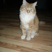 Maine Coon oscra