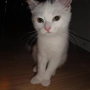 Huskat Nug'smukke'kat<3