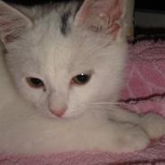 Huskat Nug'smukke'kat<3