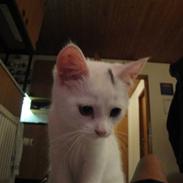 Huskat Nug'smukke'kat<3