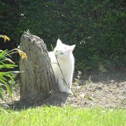 Huskat Nug'smukke'kat<3