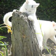 Huskat Nug'smukke'kat<3