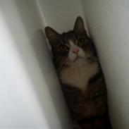 Blanding af racer Safier