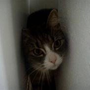 Blanding af racer Safier