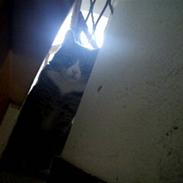 Blanding af racer Safier