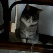 Blanding af racer Safier