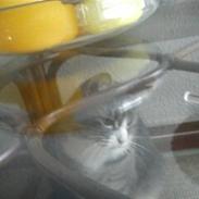 Blanding af racer Safier