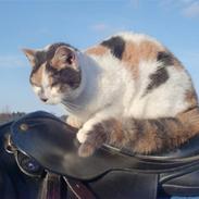 Blanding af racer Lillut af Berlenborg