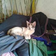 Blanding af racer Lillut af Berlenborg