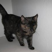 Blanding af racer Berta