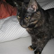 Blanding af racer Berta