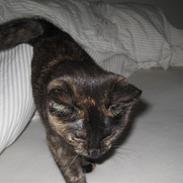 Blanding af racer Berta