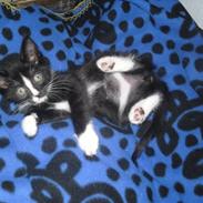 Blanding af racer Madsen